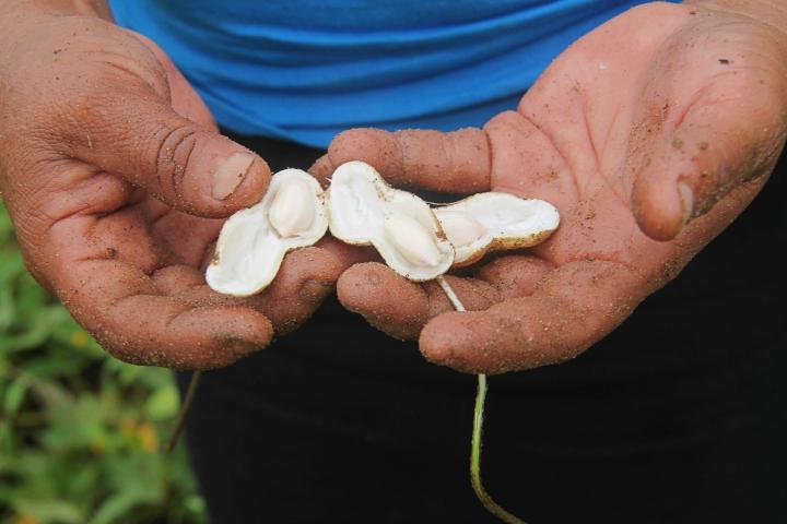 how-to-grow-your-own-peanuts-planting-growing-tips-the-old-farmer